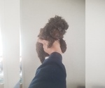 Small Photo #1 Aussiedoodle Puppy For Sale in SPENCER, TN, USA