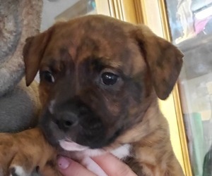 Bullypit-Unknown Mix Dogs for adoption in PENN HILLS, PA, USA