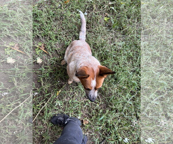 Medium Photo #2 Mutt Puppy For Sale in Garden City, NY, USA