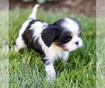 Small #3 Cavalier King Charles Spaniel