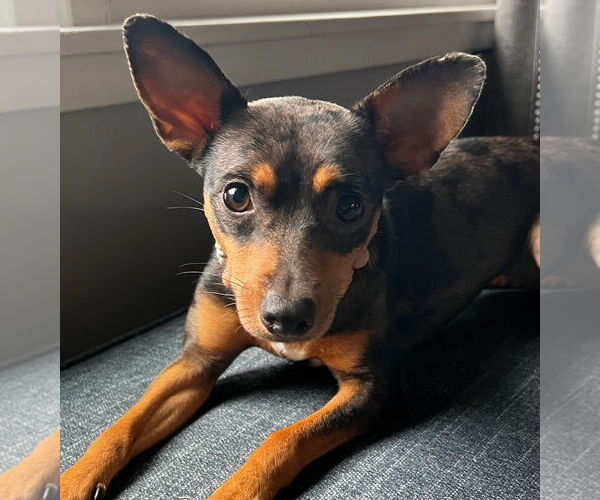 Medium Photo #2 Miniature Pinscher Puppy For Sale in St. Louis Park, MN, USA