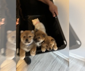 Shiba Inu Puppy for sale in PLAINFIELD, IL, USA