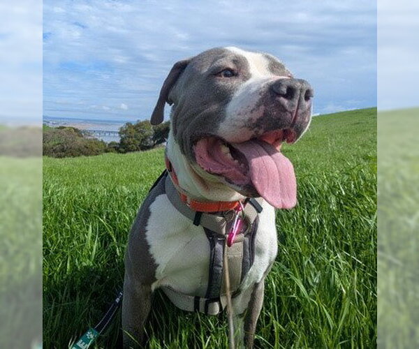 Medium Photo #1 Mutt Puppy For Sale in Martinez, CA, USA