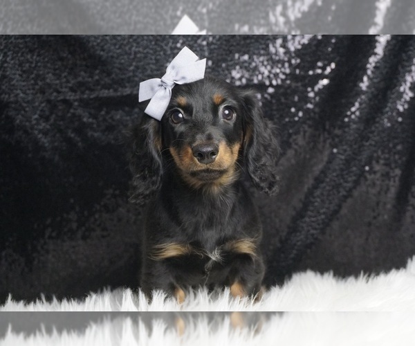 Medium Photo #3 Dachshund Puppy For Sale in WARSAW, IN, USA