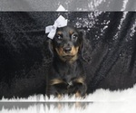 Small #2 Dachshund