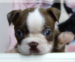 Puppy Truck Boston Terrier