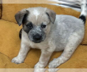 Mutt Dogs for adoption in Minneapolis, MN, USA