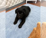 Small #4 Australian Shepherd Mix