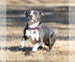 Small #3 American Pit Bull Terrier Mix