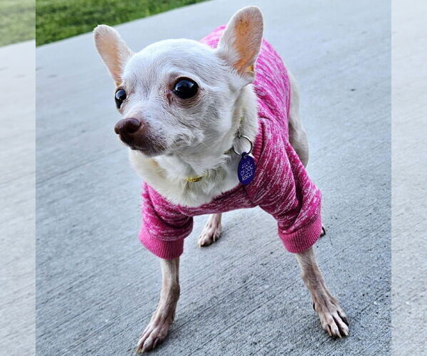 Medium Photo #5 Chihuahua Puppy For Sale in Fargo, ND, USA