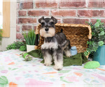 Small #6 Schnauzer (Miniature)