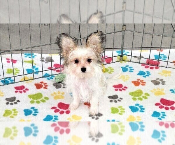 Medium Photo #6 Papitese Puppy For Sale in ORO VALLEY, AZ, USA