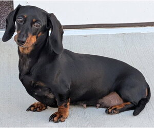 Dachshund Dogs for adoption in Shelbyville, TN, USA