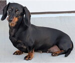 Small Dachshund