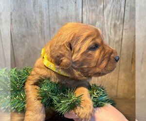 Golden Irish Puppy for Sale in FAIRVIEW, Kansas USA