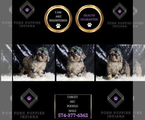 Medium Photo #52 Poodle (Miniature) Puppy For Sale in WARSAW, IN, USA