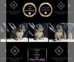 Small Photo #52 Poodle (Miniature) Puppy For Sale in WARSAW, IN, USA