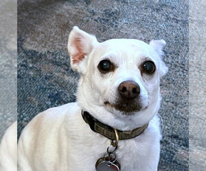 Georgie P (CA) - Male Rat Terrier-Unknown Mix Dog for Adoption - Photo #4