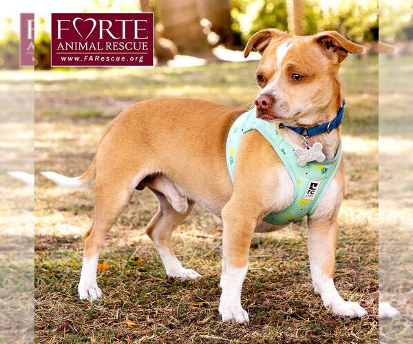 Medium Photo #5 Chihuahua-Unknown Mix Puppy For Sale in Marina del Rey, CA, USA