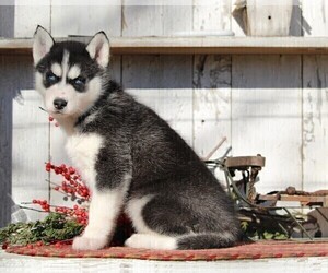 Medium Siberian Husky