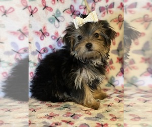 Yorkshire Terrier Puppy for sale in PARIS, TX, USA
