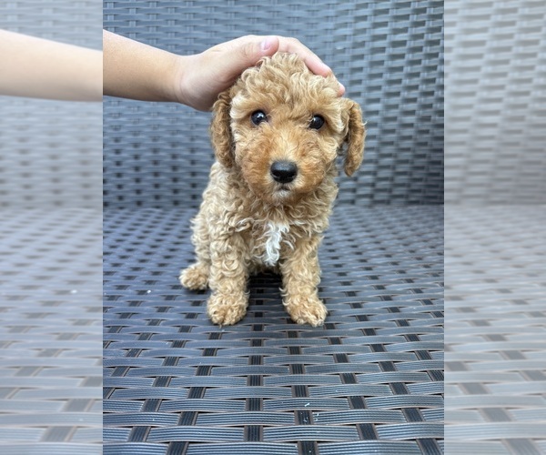 Medium Photo #2 Poodle (Toy) Puppy For Sale in MARYLAND HEIGHTS, MO, USA