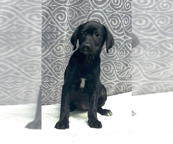 Medium Photo #3 Mutt Puppy For Sale in Wetumpka, AL, USA