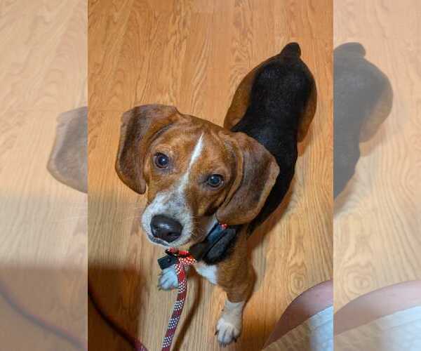 Medium Photo #2 Beagle Puppy For Sale in Dunnellon, FL, USA