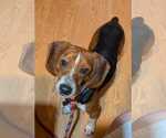 Small #1 Beagle