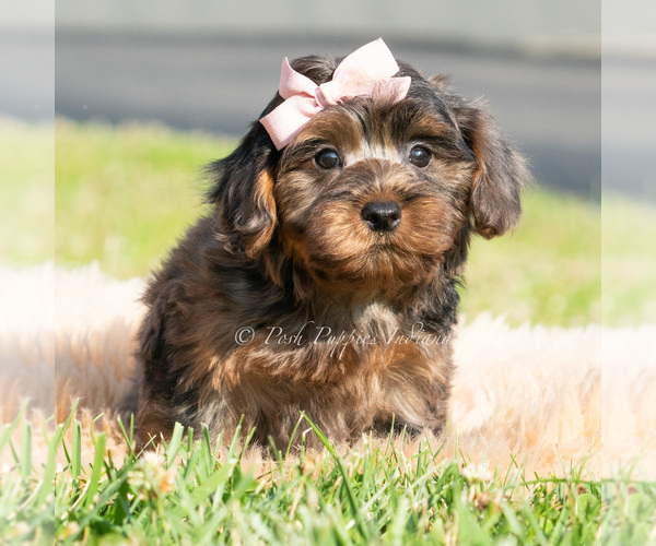 Medium Photo #33 Maltipoo (Toy) Puppy For Sale in WARSAW, IN, USA