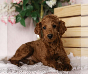 Poodle (Miniature) Puppy for sale in AARONSBURG, PA, USA