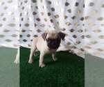 Small Photo #5 Pug Puppy For Sale in SCOTTVILLE, MI, USA