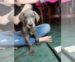 Small Photo #6 Great Dane Puppy For Sale in HENRYETTA, OK, USA