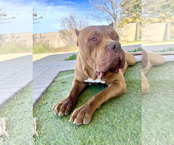 Medium Photo #6 Mastiff Puppy For Sale in Goodyear, AZ, USA