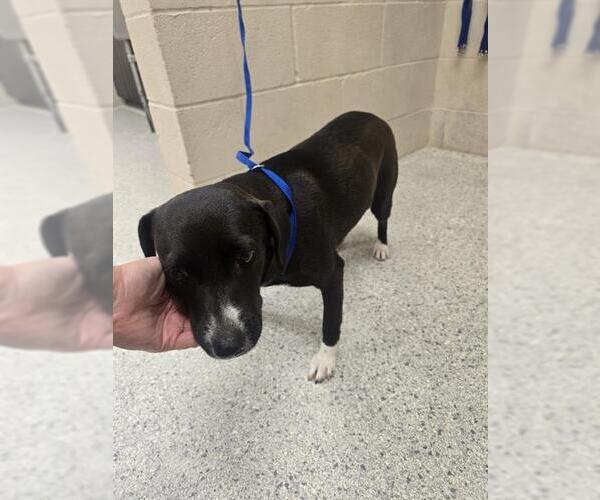 Medium Photo #1 Labrador Retriever-Unknown Mix Puppy For Sale in Conroe, TX, USA