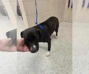 Labrador Retriever-Unknown Mix Dogs for adoption in Conroe, TX, USA