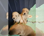 Small #2 Golden Retriever