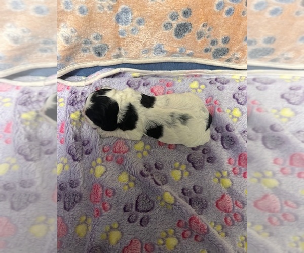 Medium Photo #3 Cocker Spaniel Puppy For Sale in MARTIN, GA, USA