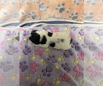 Small Photo #3 Cocker Spaniel Puppy For Sale in MARTIN, GA, USA