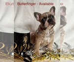 Small Photo #1 French Bulldog Puppy For Sale in SLIPPERY ROCK, PA, USA
