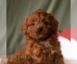 Small #2 Cavapoo (Miniature)
