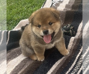 Medium Shiba Inu