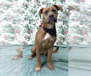 260874  Hazel - Female Labrador Retriever-Unknown Mix Dog for Adoption - Photo #2