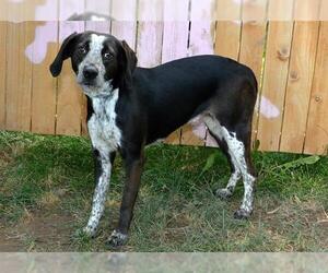 Beagle-Unknown Mix Dogs for adoption in West Valley, UT, USA