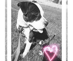 Small #33 American Pit Bull Terrier Mix