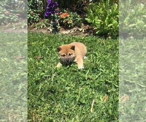 Shiba Inu Puppy for sale in SHILOH, OH, USA