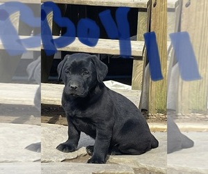 Shepradors Puppy for sale in VIRGIE, KY, USA