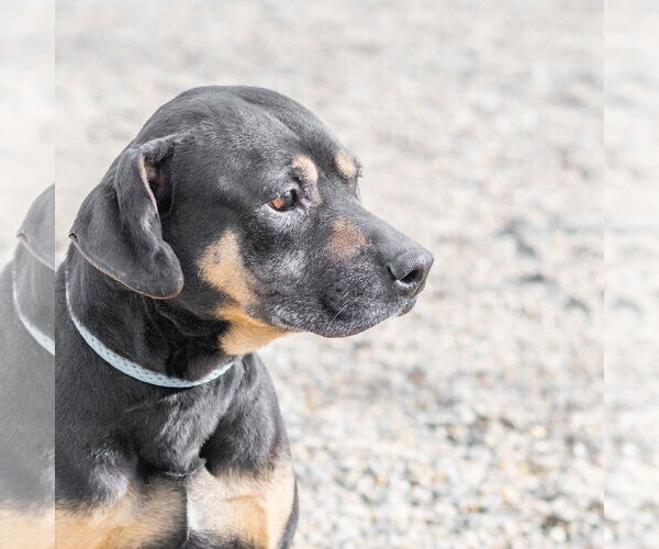 Medium Photo #3 Rottweiler-Unknown Mix Puppy For Sale in Hilton Head, SC, USA