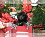 Small Photo #3 Havanese Puppy For Sale in DODD CITY, TX, USA