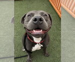 Small #2 American Staffordshire Terrier Mix